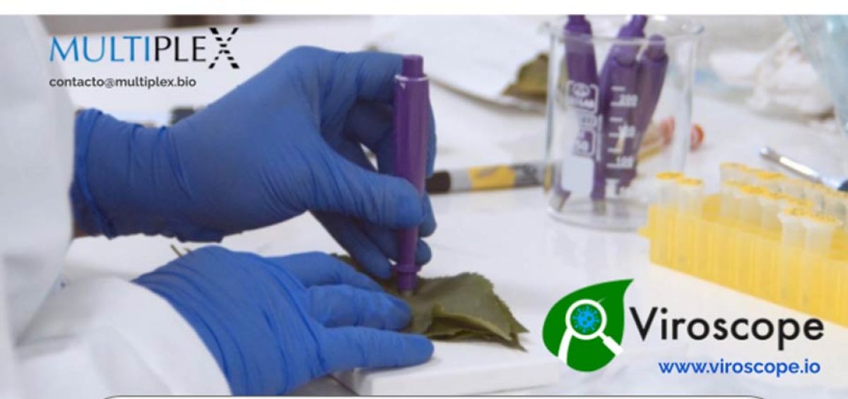 Multiplex entre los 12 finalistas del Euroseeds 2024 InnovActionStage: Innovación de vanguardia en diagnóstico fitosanitario para la comercialización de material vegetal libre de patógenos virales.