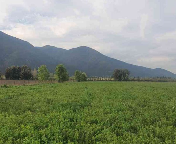 Participación de la Segunda Convocatoria al Programa de Fitosanidad de Multiplex con metodología Viroscope