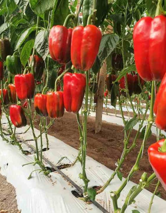 Multiplex Viroscope Arica en el foco fitosanitario: Diagnósticos moleculares para una agricultura sostenible