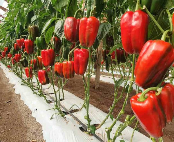 Multiplex Viroscope Arica en el foco fitosanitario: Diagnósticos moleculares para una agricultura sostenible